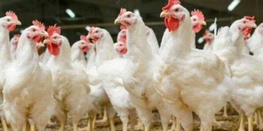 بورصة الدواجن اليوم.. أسعار الفراخ البيضاء والبلدي في الأسواق - الكويت الاخباري