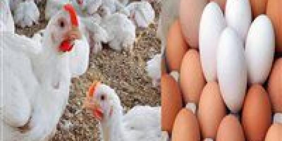 سعرها انخفض..أسعار الفراخ البيضاء اليوم الجمعة 13-6-2025 في الدقهلية - الكويت الاخباري