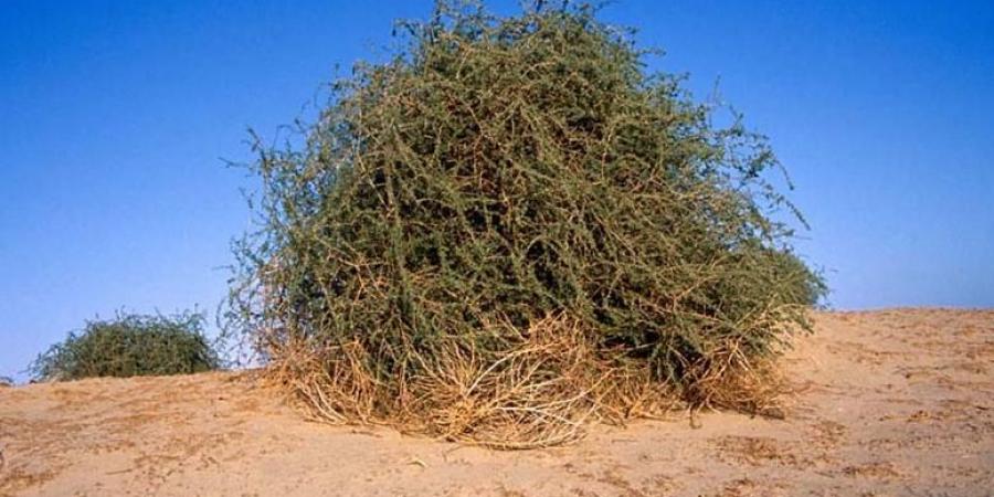 شجرة الغرقد.. بين النبوءة والتاريخ في ظل العدوان الإسرائيلي على غزة - الكويت الاخباري