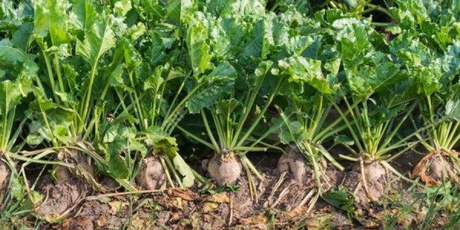 بالقانون.. حظر دخول منتجات زراعية مصابة بالآفات - الكويت الاخباري