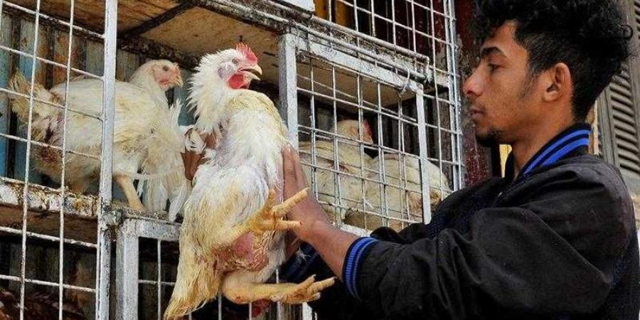أسعار الدواجن والبيض في الأسواق اليوم الثلاثاء - الكويت الاخباري