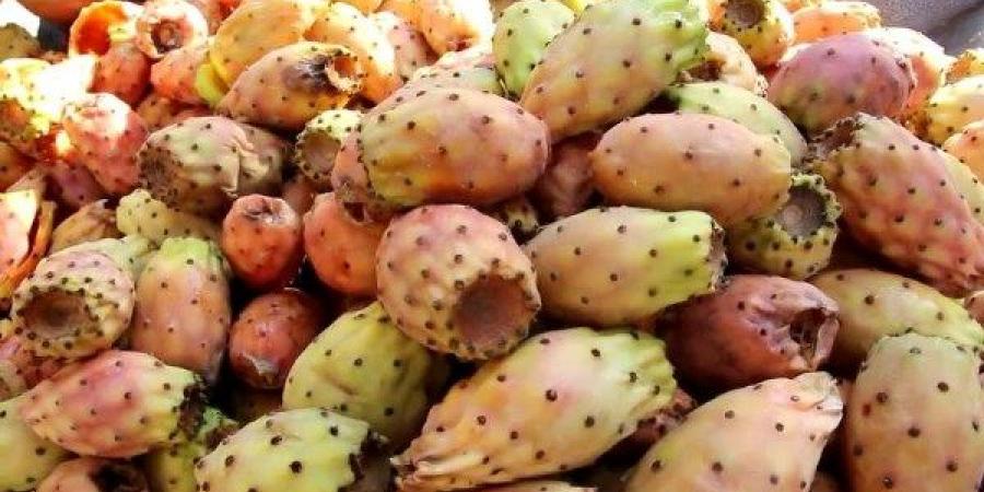 في موسمه.. تعرف على فوائد التين الشوكي - الكويت الاخباري