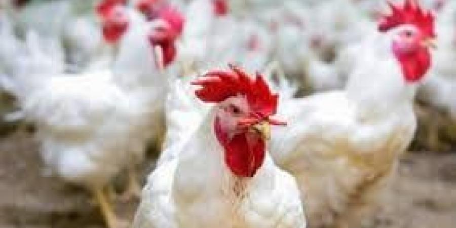 الفراخ البيضاء بكام؟.. أسعار الدواجن في مصر اليوم الثلاثاء 17 يونيو 2025 - الكويت الاخباري
