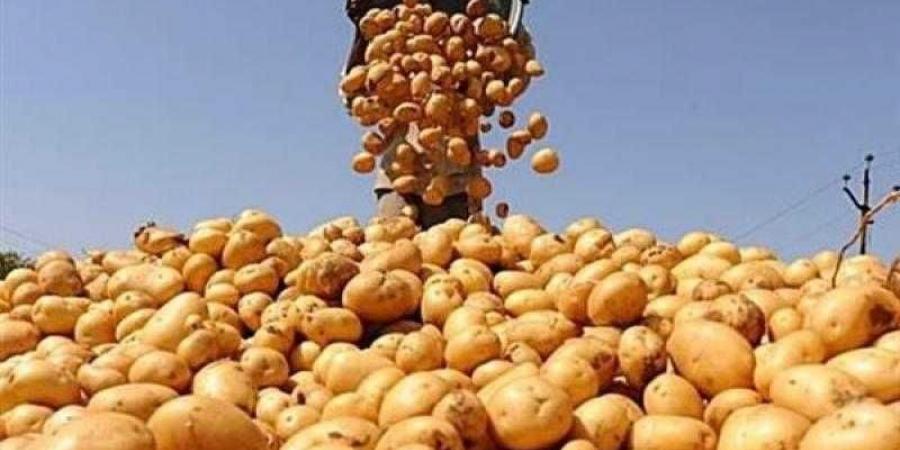 ”الزراعة” تعلن فحص أكثر من 1.3 مليون طن بطاطس مائدة معدة للتصدير إلى الخارج منذ بداية الموسم - الكويت الاخباري