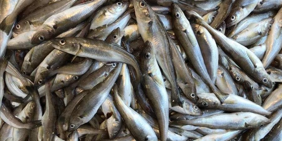 «البلطي بـ 80».. أسعار الأسماك والجمبري اليوم الجمعة 20 يونيو - الكويت الاخباري