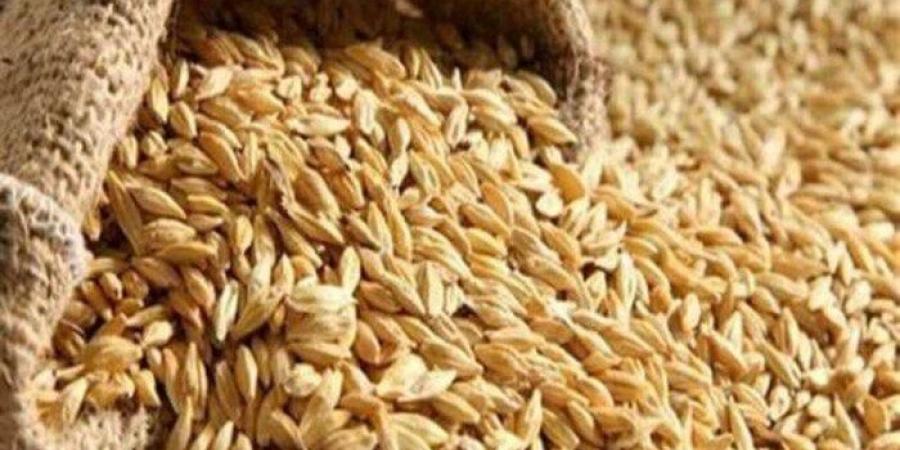 الحبة الرفيعة بكام؟.. سعر الأرز الشعير اليوم الإثنين 23 يونيو 2025 - الكويت الاخباري
