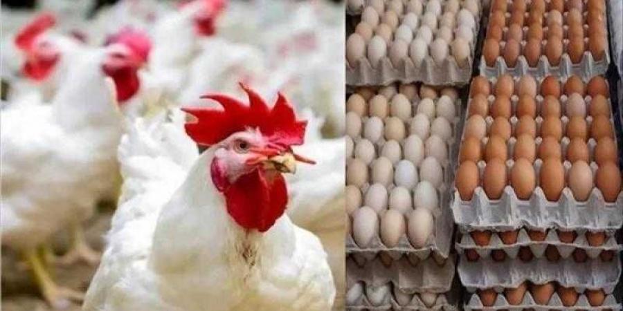 أسعار الدواجن والبيض في الأسواق اليوم الثلاثاء - الكويت الاخباري