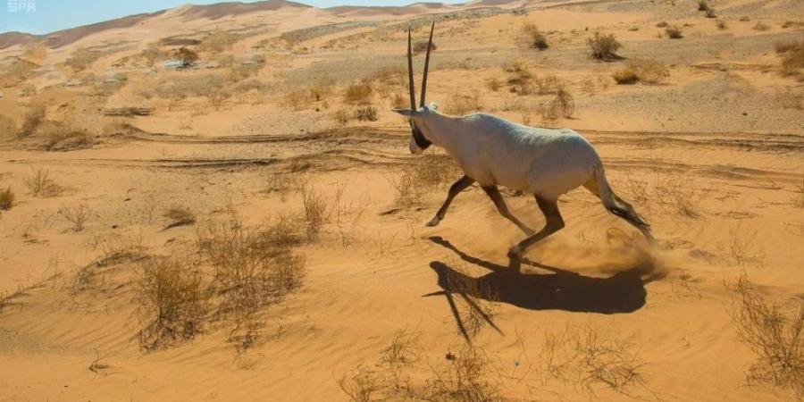 تسجيل محمية عروق بني معارض في القائمة الخضراء للاتحاد الدولي لحماية الطبيعة - الكويت الاخباري