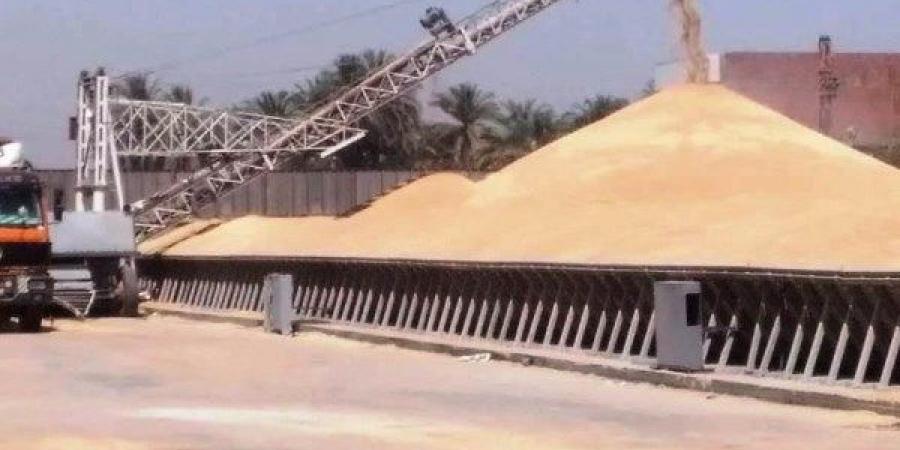 أخبار أسوان: ندوات لترشيد الكهرباء.. ومتابعة لتوريد القمح وإزالة التعديات - الكويت الاخباري