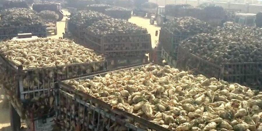 طفرة البنجر.. مصر على أعتاب الاكتفاء الذاتي من السكر - الكويت الاخباري