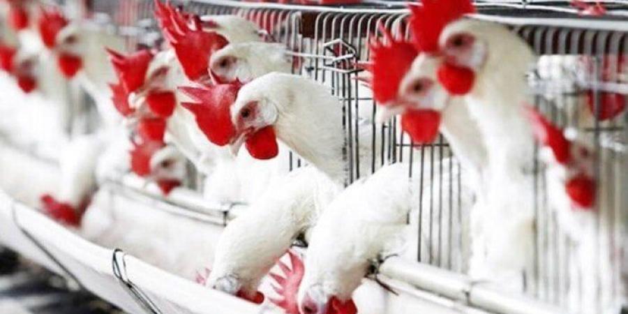 بورصة الدواجن.. أسعار الفراخ اليوم الخميس 26 يونيو 2025 - الكويت الاخباري