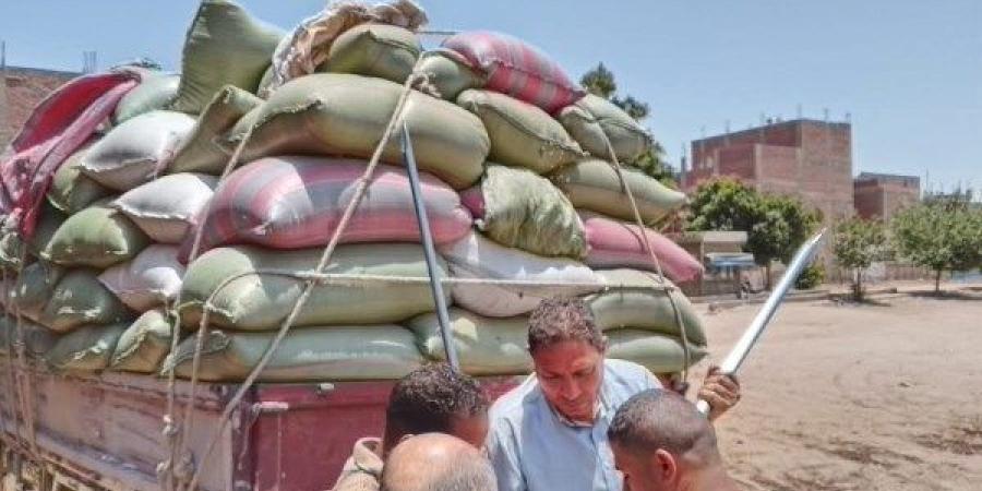 استمرار أعمال توريد القمح بتوريد 511 ألف طن منذ بدء الموسم بالمنيا - الكويت الاخباري