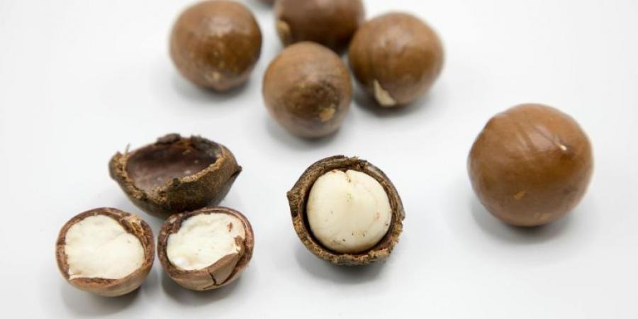 المكاديميا أكثر المكسرات المنسيّة رغم فوائدها المذهلة - الكويت الاخباري