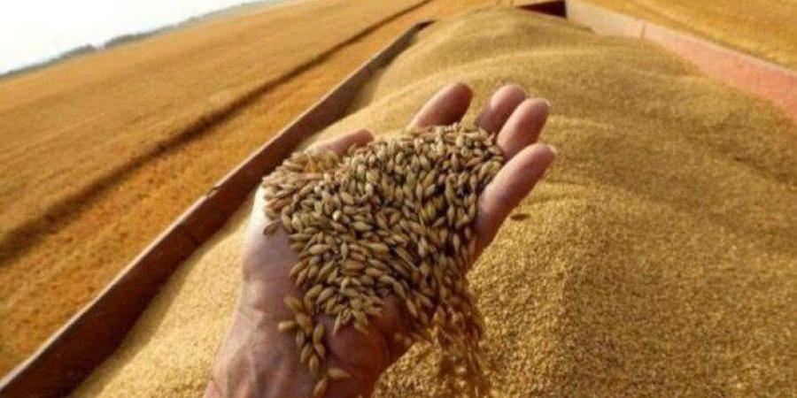 «بـ 10 ملايين طن».. مصر تحتل المركز الـ 15 عالميًا فى إنتاج القمح - الكويت الاخباري