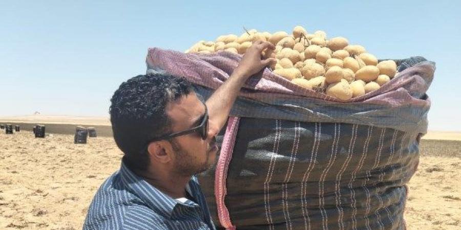 الزراعة: فحص 1.3 مليون طن بطاطس مائدة بغرض التصدير - الكويت الاخباري