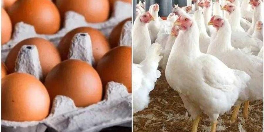 أسعار الدواجن والبيض في مصر اليوم السبت - الكويت الاخباري