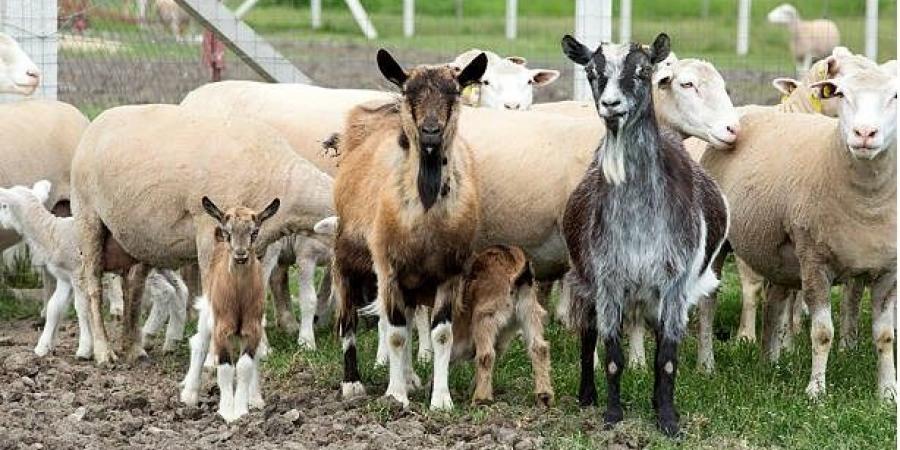 حليب الماعز في نيجيريا خطر على الصحة!! - الكويت الاخباري