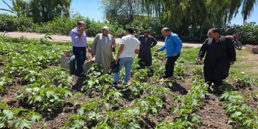في قلب الحقل.. ندوات إرشادية لمزارعي القطن بالبحيرة لمواجهة الآفات والتقلبات المناخية - الكويت الاخباري