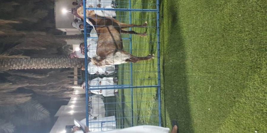 الجمعيات التعاونية تخفض أسعار الماشية - الكويت الاخباري