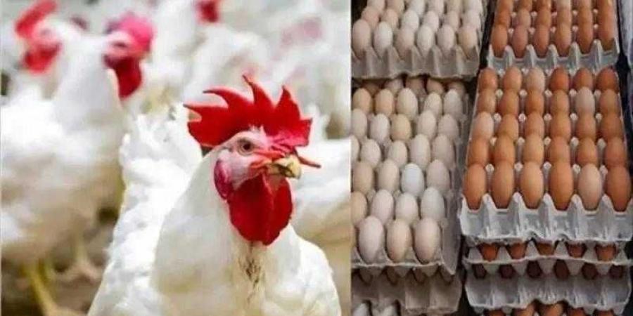 أسعار الدواجن والبيض في مصر اليوم السبت - الكويت الاخباري