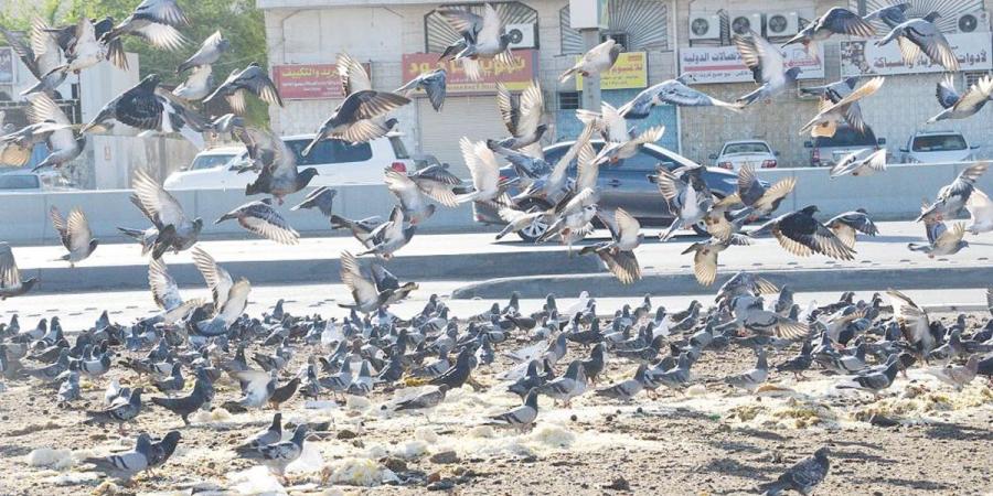 500 دينار غرامة إلقاء الأطعمة في الأماكن العامة - الكويت الاخباري