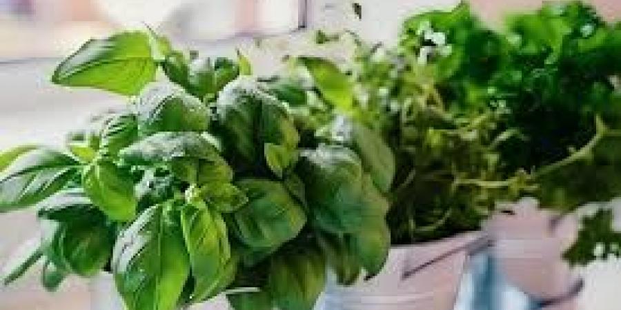 رخيصة الثمن وفوائدها مذهلة.. نبتة تخفّض ضغط الدم وتقي من السرطان - الكويت الاخباري