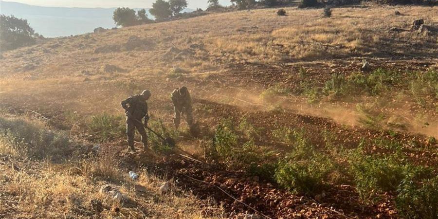 الجيش اللبناني: إتلاف 7 دونمات مزروعة بالحشيش - الكويت الاخباري