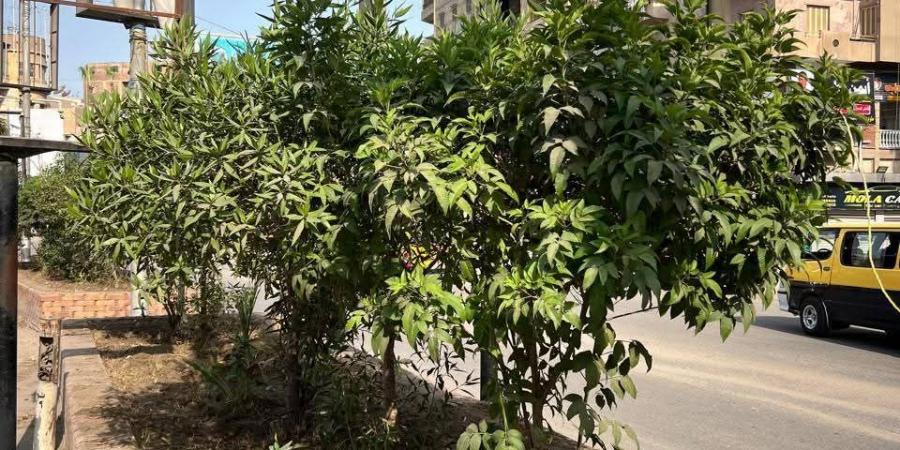محافظ الغربية: عروس الدلتا تتزين لإعادة المظهر الجمالي والحضاري - الكويت الاخباري