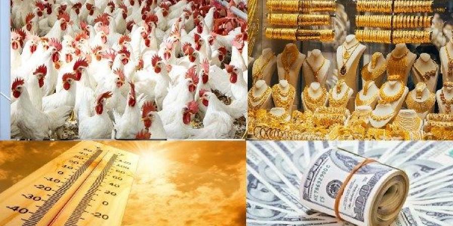 هل النودلز به مواد سامة أو مسرطنة؟| سوق السيارات يشهد تراجعا.. ومفاجأة بالذهب والدولار.. أخبار التوك شو - الكويت الاخباري