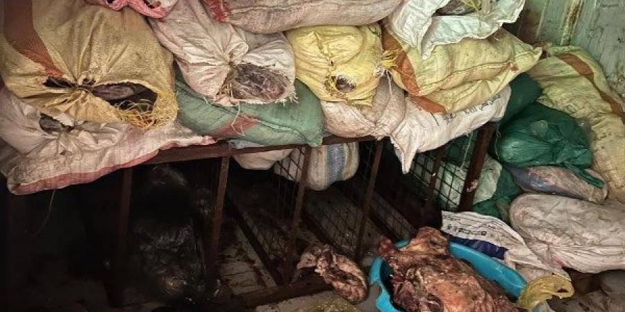 محافظة الجيزة: ضبط 3 أطنان لحمة رأس فاسدة بأوسيم - الكويت الاخباري