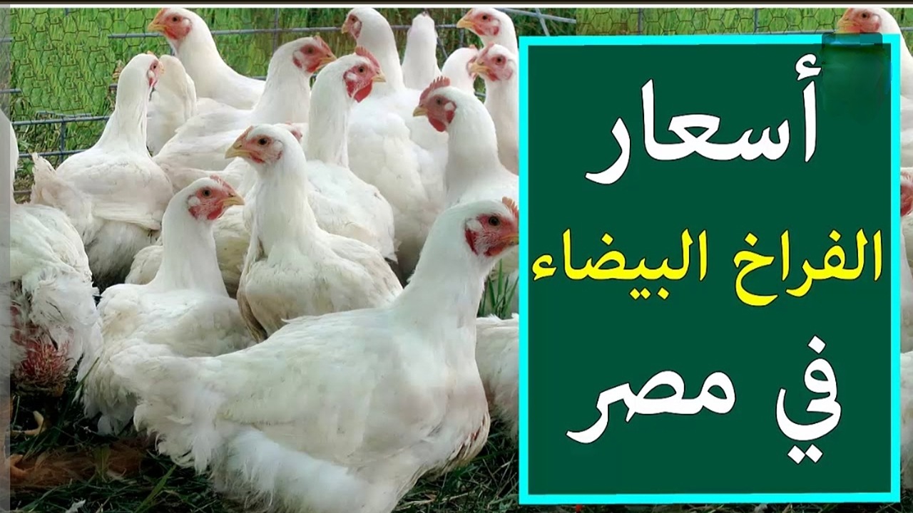 فرصة ذهبية لربات المنزل.. أسعار الفراخ البيضاء اليوم الأحد في الأسواق المصرية.. الحقي قبل فوات الفرصة