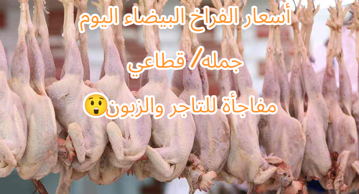 الشاطره تدبر وتوفر.. أسعار الفراخ البيضاء اليوم الأربعاء 25 سبتمبر سعر الفراخ/ البانيه/ الكبد والقوانص “جملة وقطاعي”