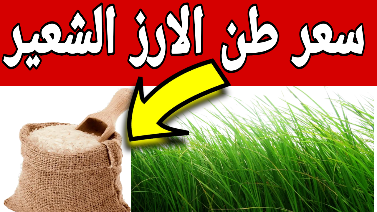 مش هتقدر توفر أكل لبيتك.. إرتفاع سعر طن الارز الشعير اليوم الثلاثاء 1 أكتوبر.. يا بخت المزارع