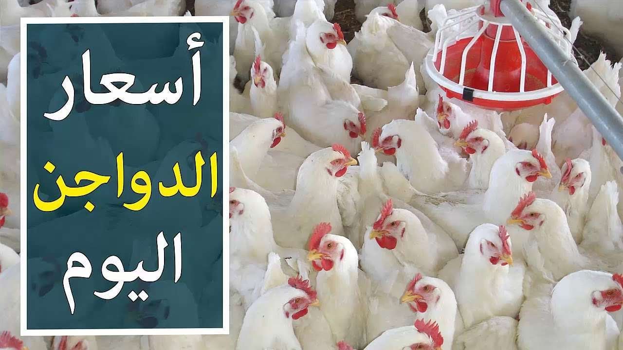 الفراخ البيضة بكام؟.. بورصة الدواجن اليوم الفراخ البيضاء الثلاثاء 17 سبتمبر 2024 في جميع الأسواق المحلية والمنافذ التجارية