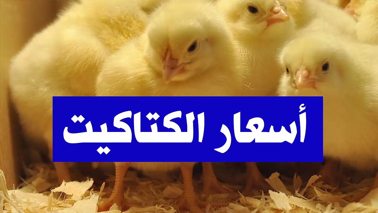 بكام الابيض والساسو؟.. سعر الكتكوت الأبيض اليوم الثلاثاء 24 سبتمبر 2024 في جميع الأسواق المحلية والمنافذ التجارية