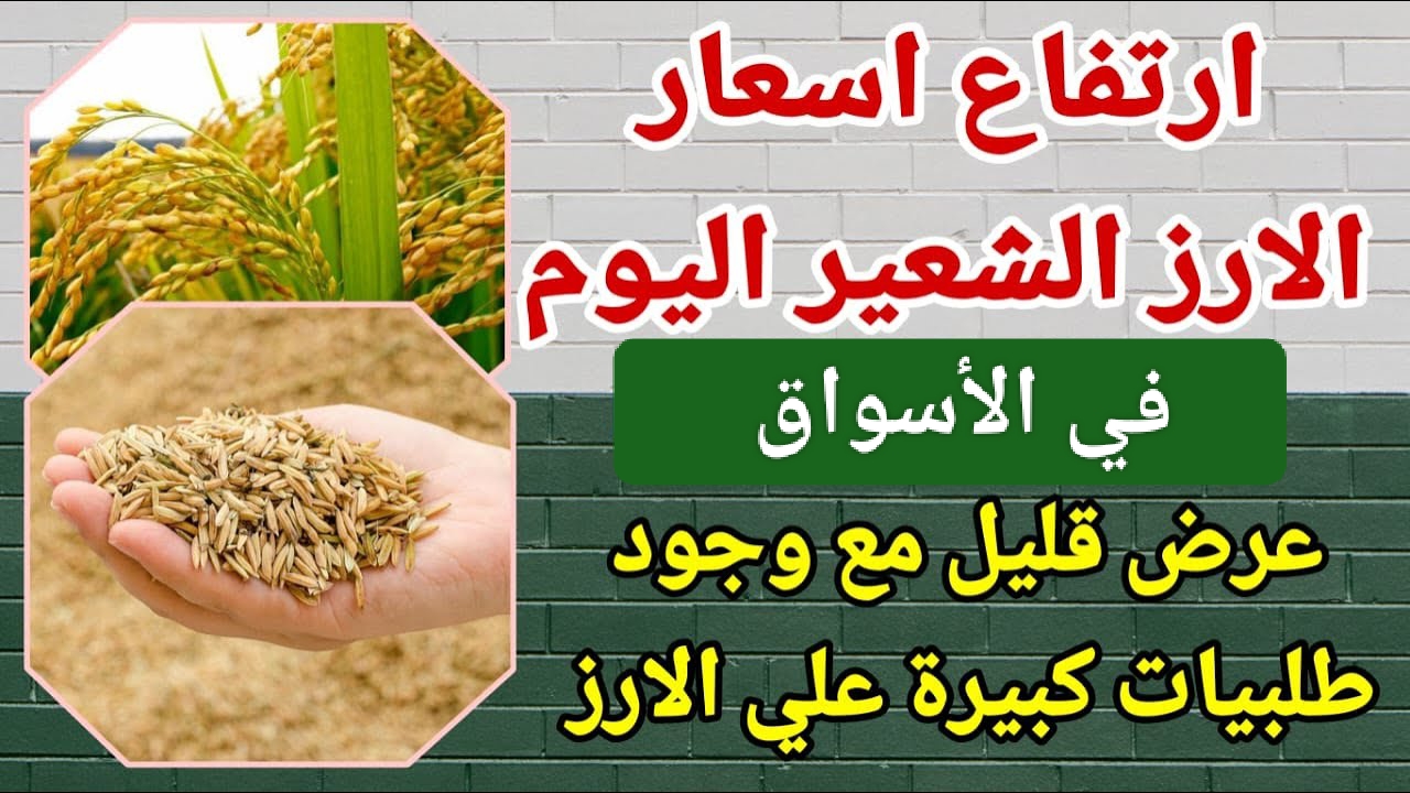 مزارع ومستهلك.. تعرف على سعر طن الأرز الشعير اليوم في مصر.. آخر تحديث للأسعار