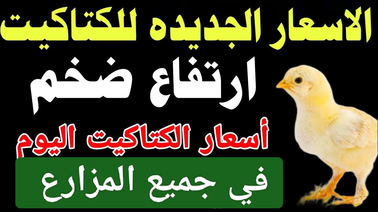 مش هتقدر تربي ولا تشتري.. ارتفاع مفاجئ في اسعار الكتاكيت اليوم في جميع المزارع.. وداعاً لتربية الدواجن 