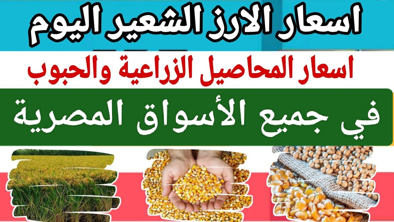 الأسعار ولعت يا هانم.. ارتفاع في سعر طن الأرز الشعير اليوم في مصر.. إليك سعر الكيلو والطن