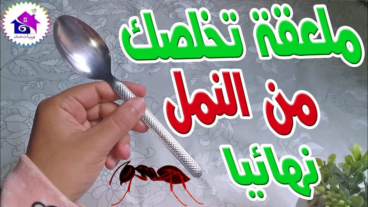 مش هيدخل بيتك تاني أقوي عجينة التخلص من الصراصير والنمل فعالة ومضمونة 100%