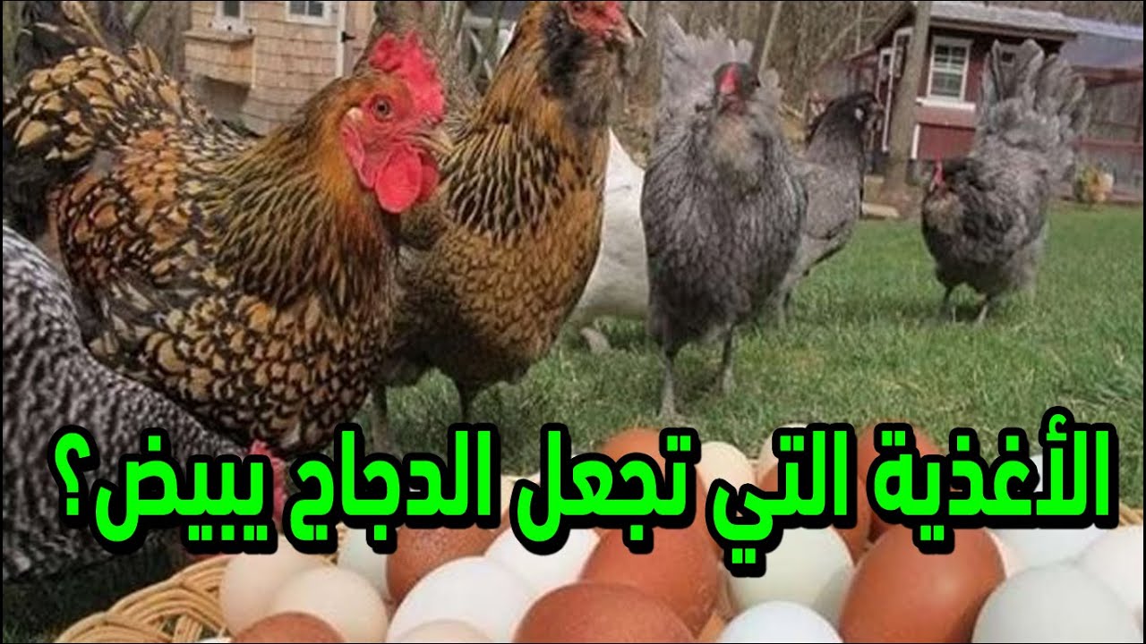 خلطة سحرية لجعل الدجاج يبيض