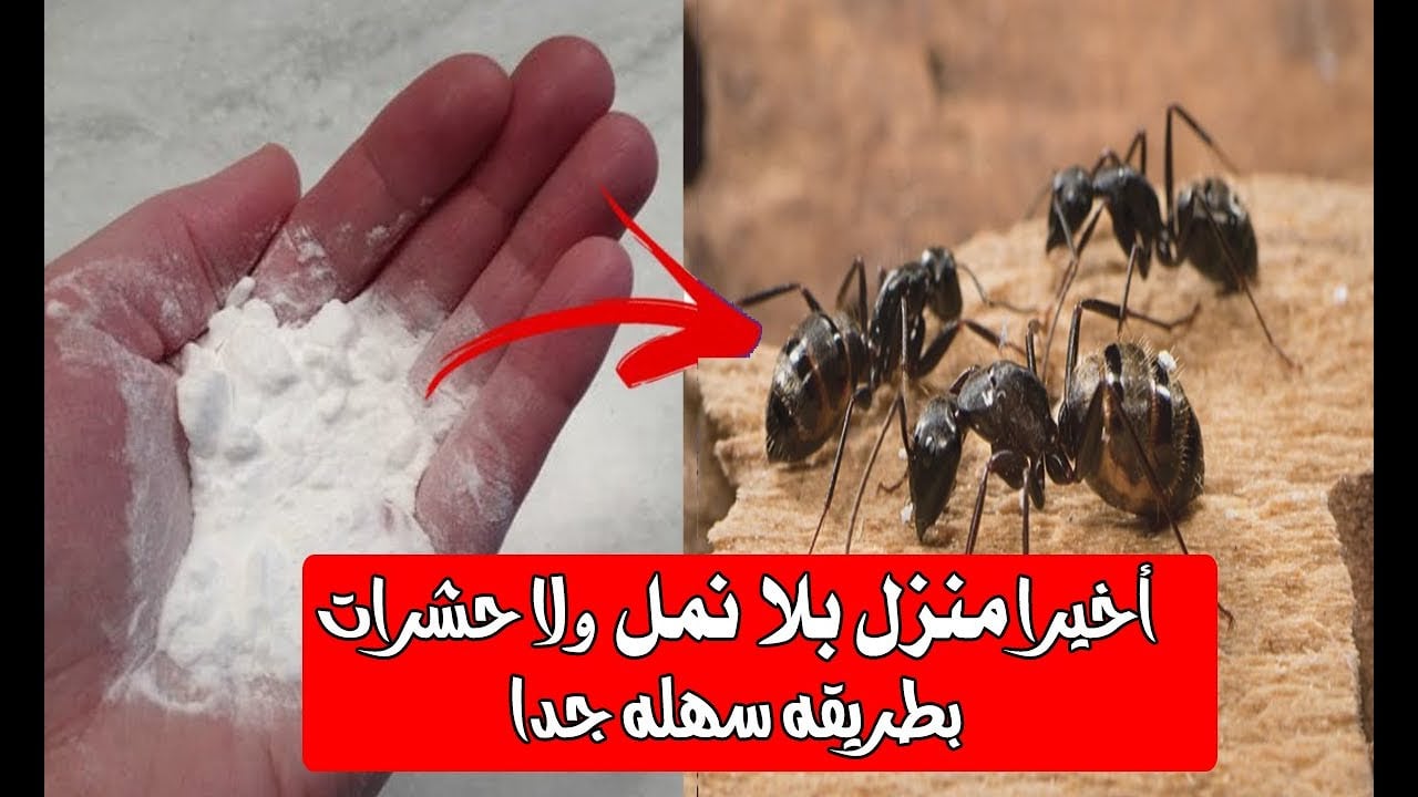 اتحداكي تلمحي نملة تاني!! وصفات مضمونة 10٪ للتخلص من النمل من المنزل.. ” بوظي تارجت النمل قبل الشتاء!!”