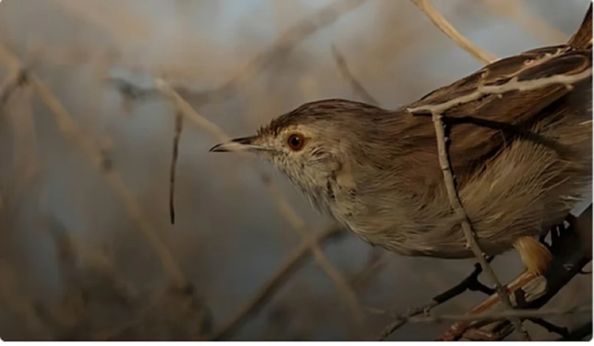 غرامة 5 آلاف ريال على من يقوم بصيد هذا الطائر .. الأمن البيئي يُعلن