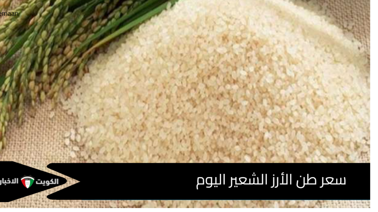 سعر طن الأرز الشعير اليوم بكام الرفيع والعريض الحبة؟