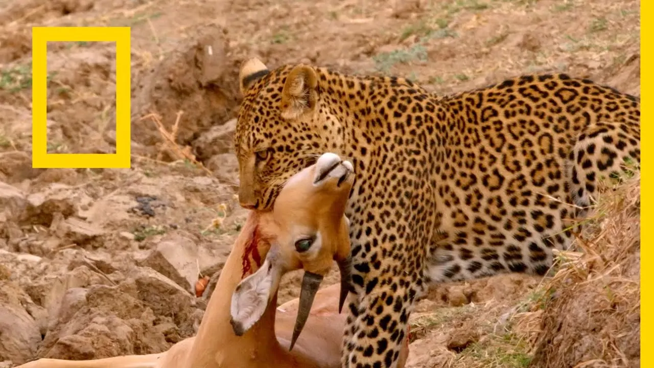 ثقف نفسك الآن .. تردد قناه ناشيونال جيوغرافيك أبو ظبي national geographic عبر نايل سات وعرب سات