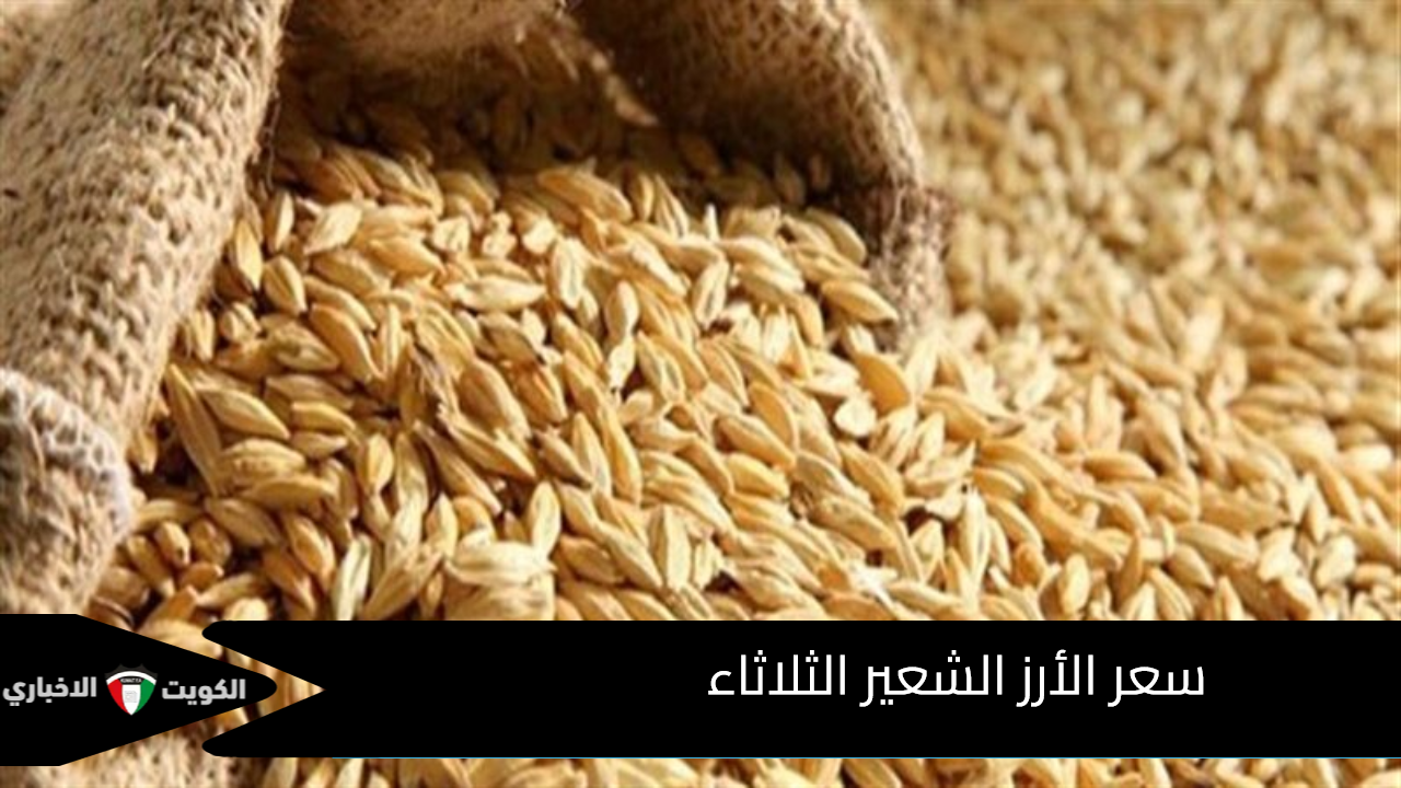 سعر طن الأرز الشعير اليوم الثلاثاء.. الطن بكام؟