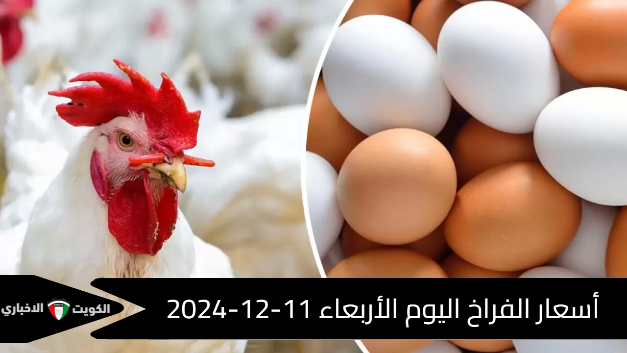 بورصة الدواجن .. أسعار الفراخ اليوم والبط الأربعاء 11-12-2024 اعرف السعر قبل الشراء