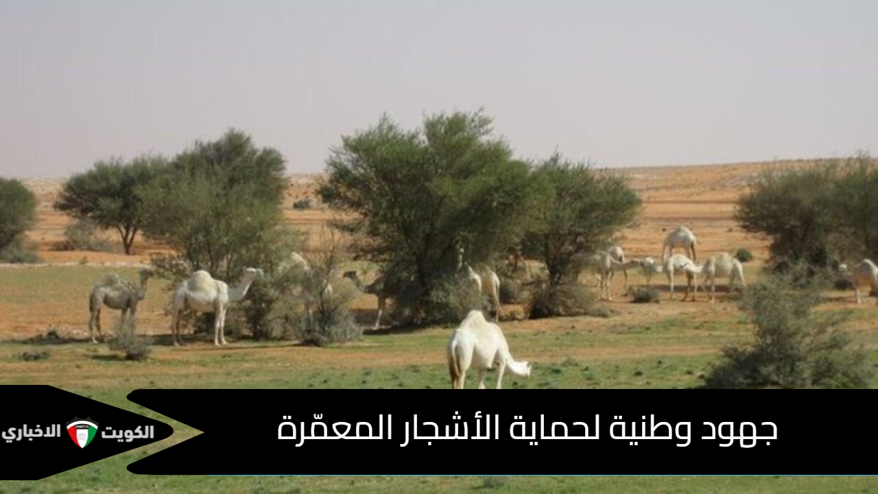 المركز الوطني لتنمية الغطاء النباتي ومكافحة التصحر